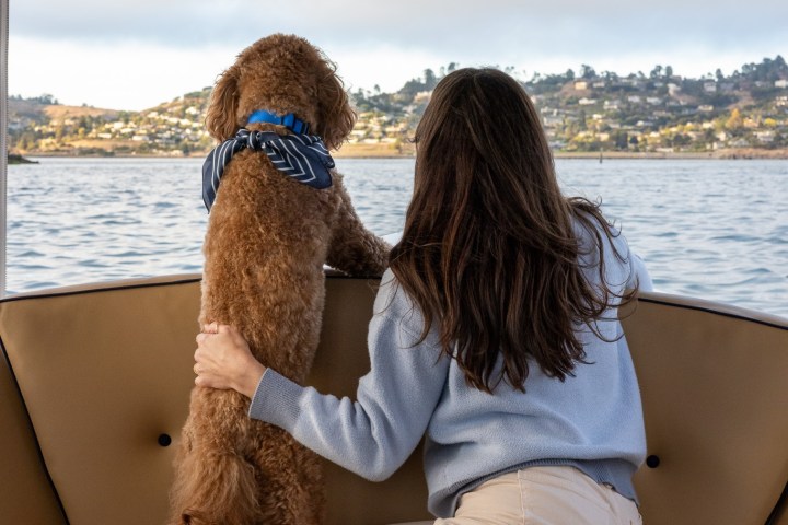Woman and dog with blue bandana look out from a boat at a scenic view.