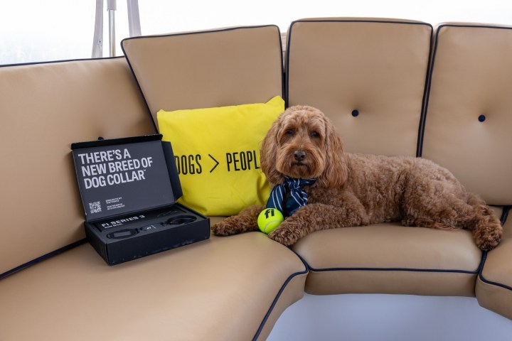 Brown dog on a sofa with a yellow cushion and a dog collar box.
