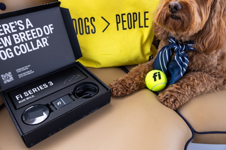 Dog with a necktie, yellow ball, and Fi Series 3 collar set on a bench.