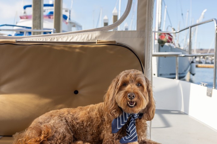 Dog wearing scarf lying on a boat seat at a marina with boats in the background.