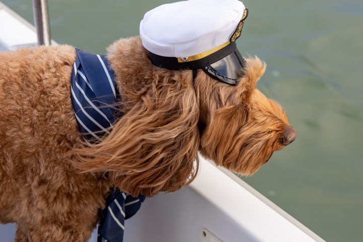 Dog in captain's hat and scarf on a boat, looking over the side at the water.