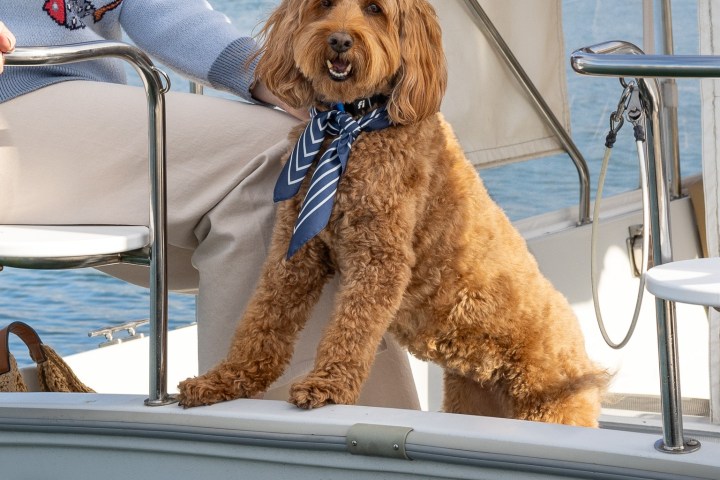 A dog with a striped bandana on a boat next to a person wearing a fish sweater.